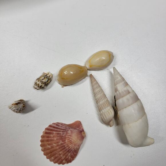 Vintage Shell Jewelry Box Satin Lined Handmade Coastal Trinket Organizer 12.5” - Picture 14 of 16